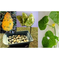 Nasiona Melon Rogaty, Melon Rogaty, Kiwano Cucumis metulifer