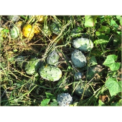 Nasiona Melon Rogaty, Melon Rogaty, Kiwano Cucumis metulifer