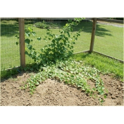 Nasiona Melon Rogaty, Melon Rogaty, Kiwano Cucumis metulifer