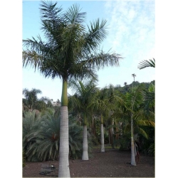 Nasiona Rojstona królewska palma szt.3 Nxx434