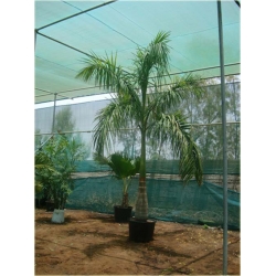 Nasiona Rojstona królewska palma szt.3 Nxx434