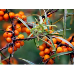 nasiona Rokitnik pospolity Hippophae rhamnoides szt5 Fore198