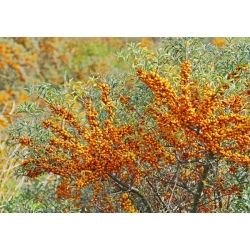 nasiona Rokitnik pospolity Hippophae rhamnoides szt5 Fore198