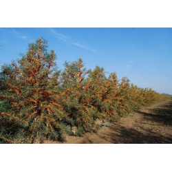 nasiona Rokitnik pospolity Hippophae rhamnoides szt5 Fore198