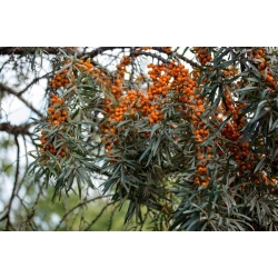 nasiona Rokitnik pospolity Hippophae rhamnoides szt5 Fore198