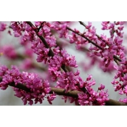 nasiona Rokitnik pospolity Hippophae rhamnoides szt5 Fore198