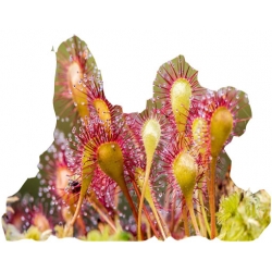 Nasiona Rosiczka mięsożerna szt.5 N616