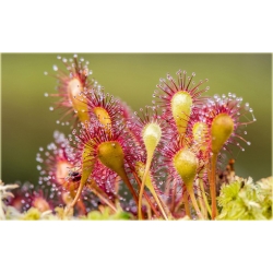 Nasiona Rosiczka mięsożerna szt.5 Nxx616