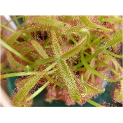 Nasiona Rosiczka mięsożerna szt.5 Nxx616