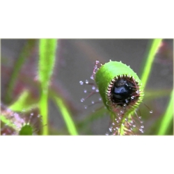 Nasiona Rosiczka mięsożerna szt.5 Nxx616