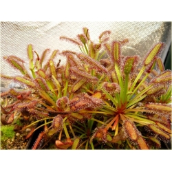 Nasiona Rosiczka mięsożerna szt.5 Nxx616