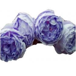 Nasiona Róża angielska błękitna szt5 N230