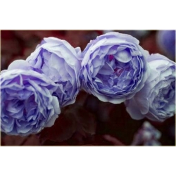 Nasiona Róża angielska błękitna szt5 Nxx230