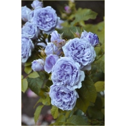 Nasiona Róża angielska błękitna szt5 Nxx230