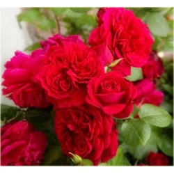 Nasiona Róża angielska czerwona szt.5 Nxx234