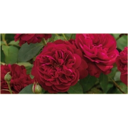 Nasiona Róża angielska czerwona szt.5 Nxx234