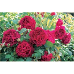 Nasiona Róża angielska czerwona szt.5 Nxx234