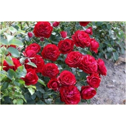 Nasiona Róża angielska czerwona szt.5 Nxx234