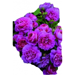 Nasiona Róża angielska fioletowa 5 sztuk N235