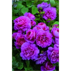 Nasiona Róża angielska fiolet 5 sztuk Nxx235