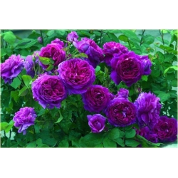 Nasiona Róża angielska fiolet 5 sztuk Nxx235