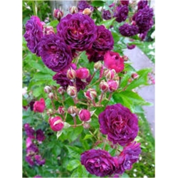 Nasiona Róża angielska fiolet 5 sztuk Nxx235