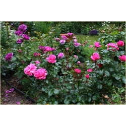 Nasiona Róża angielska fiolet 5 sztuk Nxx235