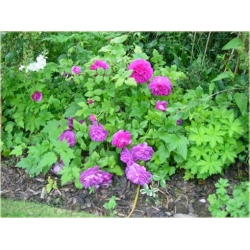 Nasiona Róża angielska fiolet 5 sztuk Nxx235