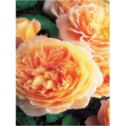 Nasiona Róża angielska pomarańcz szt.5 Nxx232