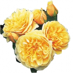 Nasiona Róża angielska żółta szt.5 N233