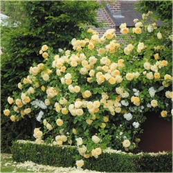 Nasiona Róża angielska żółta szt.5 Nxx233