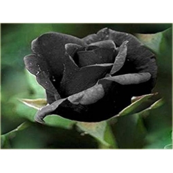 Nasiona Róża chińska czarna szt.5 Nxx260