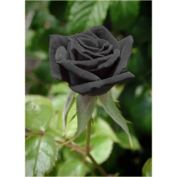 Nasiona Róża chińska czarna szt.5 Nxx260