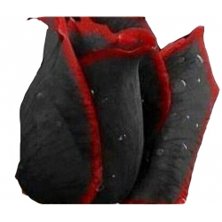 Nasiona Róża czarna z czerwoną obwódką szt.10 N194
