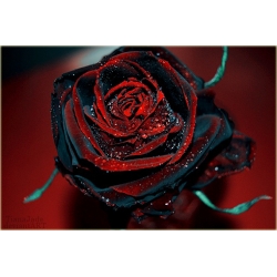 Nasiona Róża czarna z czerwonym szt.10 Nxx194