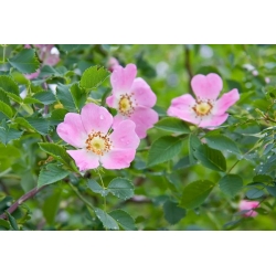 nasiona Róża dzika Schmidt Ideal szt5 Fore223