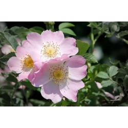 nasiona Róża dzika Rosa canina var. Inermis szt5 Fore220