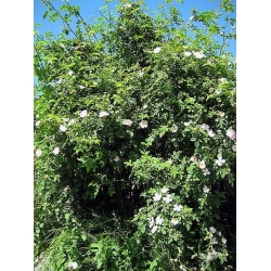 nasiona Róża dzika Rosa canina var. Inermis szt5 Fore220