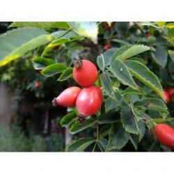 nasiona Róża dzika Rosa canina var. Inermis szt5 Fore220