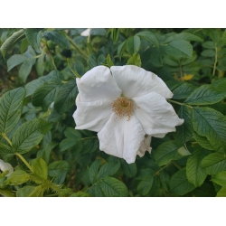 Nasiona Róża jadalna biała rugosa szt. 5 Nxx692