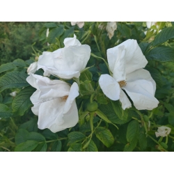 Nasiona Róża jadalna biała rugosa szt. 5 Nxx692