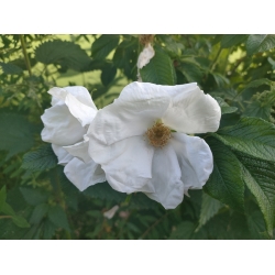 Nasiona Róża jadalna biała rugosa szt. 5 Nxx692