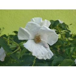 Nasiona Róża jadalna biała rugosa szt. 5 Nxx692