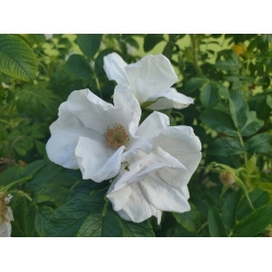 Nasiona Róża jadalna biała rugosa szt. 5 Nxx692