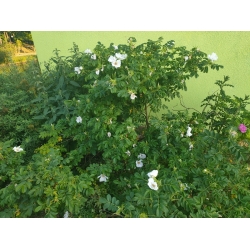 Nasiona róża jadalna biała rugosa szt. 5 Nxx692