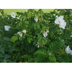 Nasiona róża jadalna biała rugosa szt. 5 Nxx692