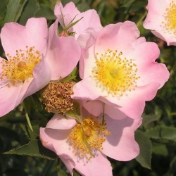 nasiona Róża dzika Rosa canina var. Laxa szt5 Fore221