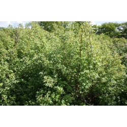 nasiona Róża dzika Rosa canina var. Laxa szt5 Fore221