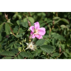 nasiona Róża dzika Rosa canina var. Laxa szt5 Fore221