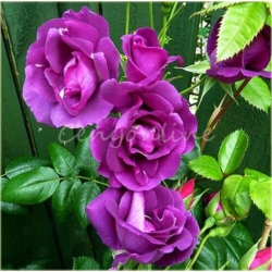 Nasiona Róża pnąca fiolet szt.5 Nxx98